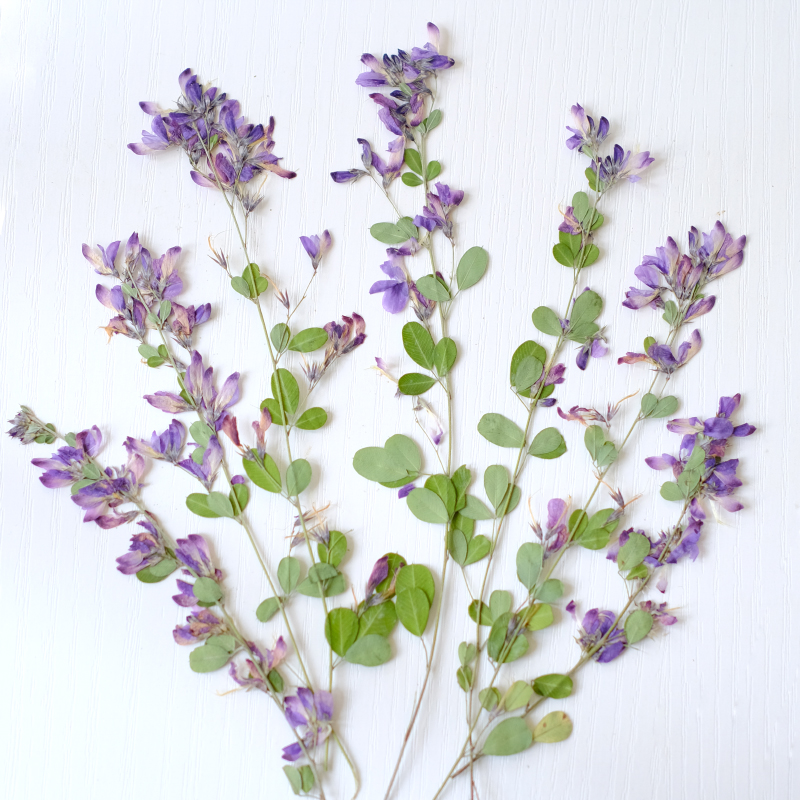 Dried Flower Bookmark - 6 peças, Flores Secas Naturais de