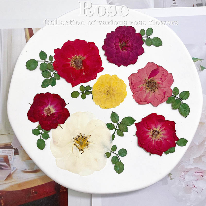 Dried Flower Bookmark - 60 pçs pressionado seco vermelho amarelo