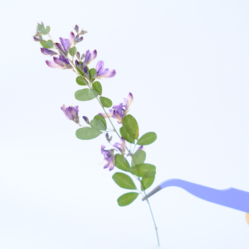 6 peças, Flores Secas Naturais - Dried Flower Bookmark avaliação e preço