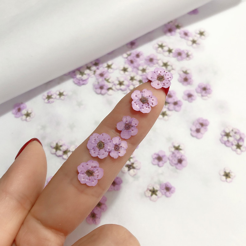 60 pçs mini pressionado seco n - Dried Flower Bookmark avaliação e preço