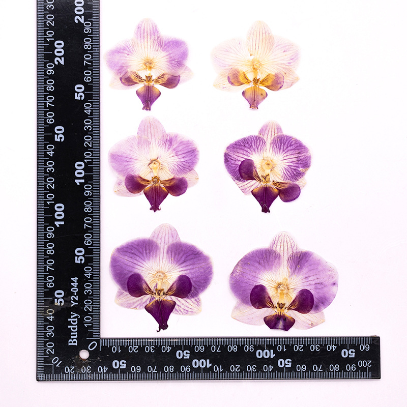 4 Peças de Flores Secas Prensa - Dried Flower Bookmark avaliação e preço