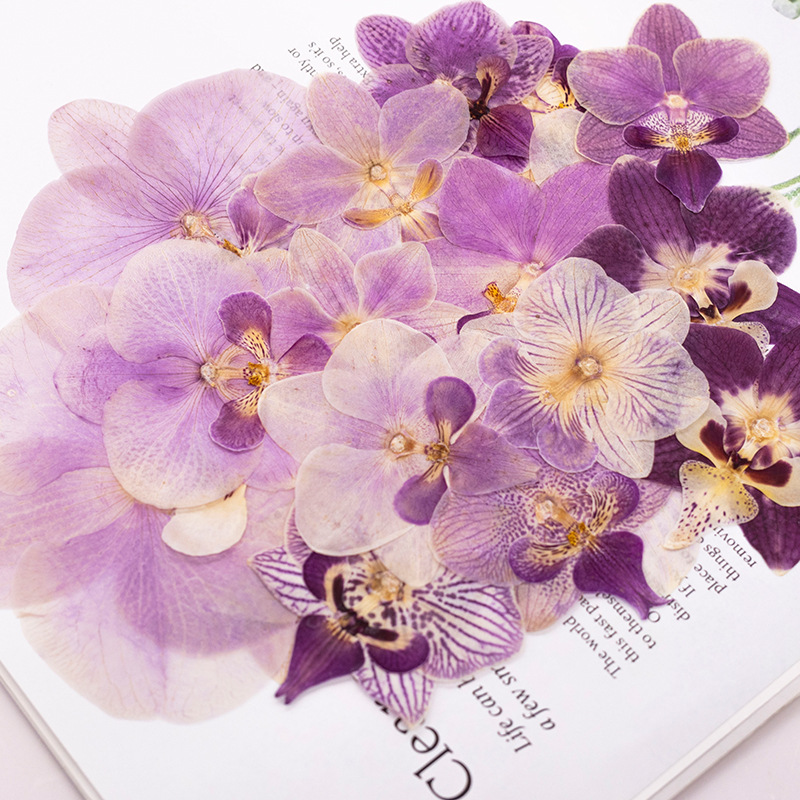 4 Peças de Flores Secas Prensa - Dried Flower Bookmark avaliação e preço