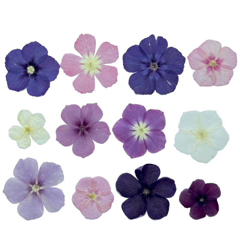 12 peças, nicho semi-transpare - Dried Flower Bookmark avaliação e preço